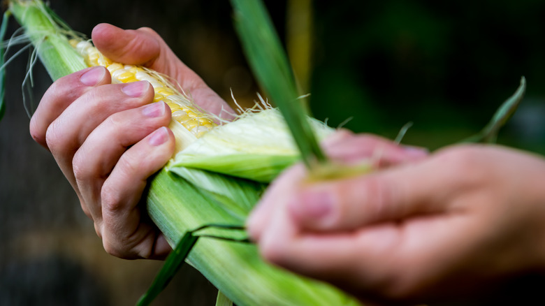 Hands shucking corn