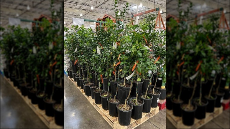 Are The Costco Fruit Trees A Good Deal 1646163318 