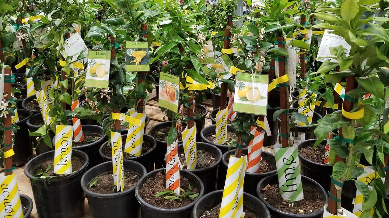 Costco Fans Are So Excited To Grab Its New Citrus Trees