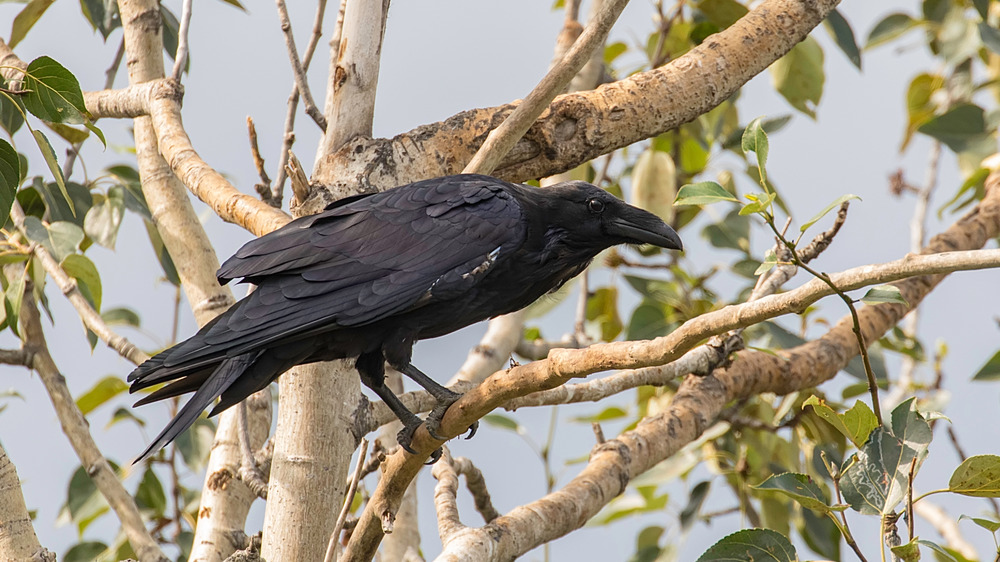 Common raven in Alaska