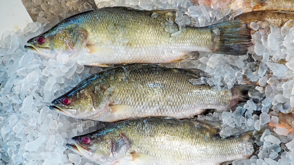 Whole barramundi sitting on ice