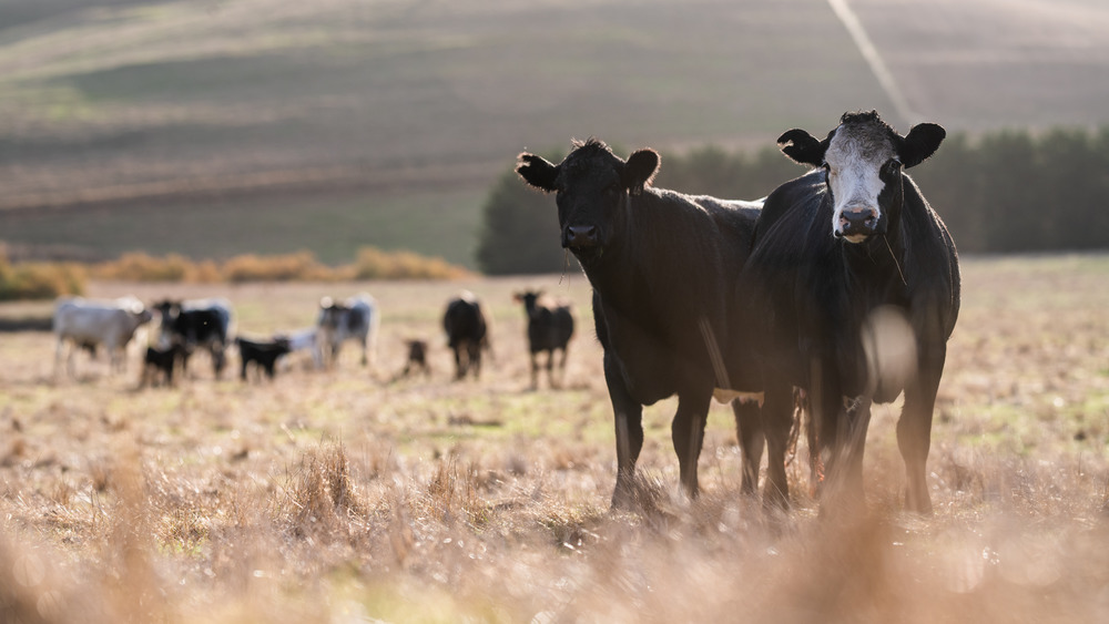 Cows in grass