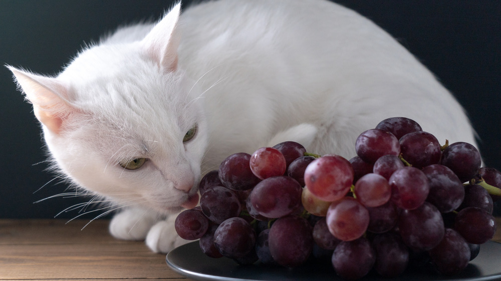 Purple grapes in bowl on table next to cat