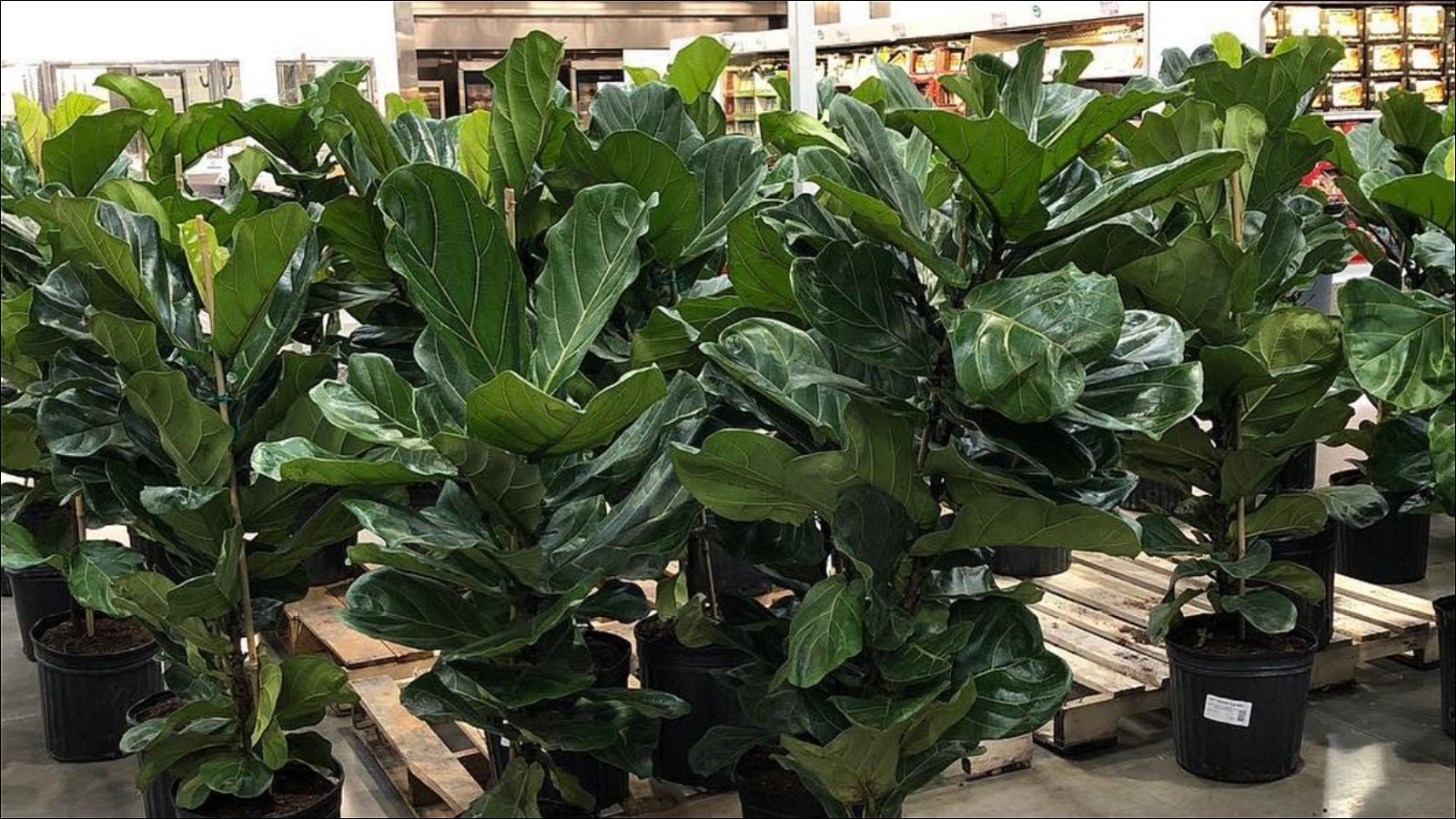 Costco's New FiddleLeaf Fig Plants Have Shoppers Running To The Store