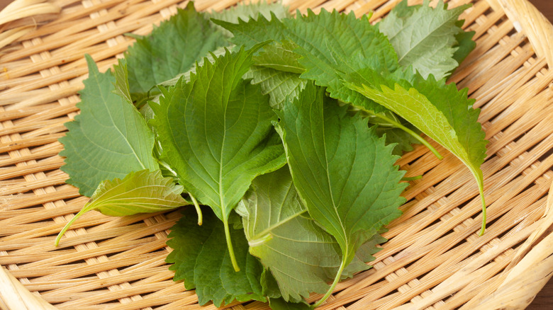 shiso leaf in basket