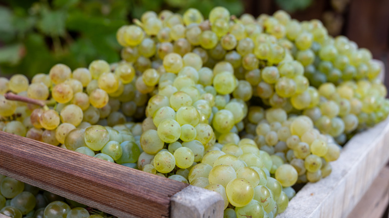 Chardonnay grapes Champagne