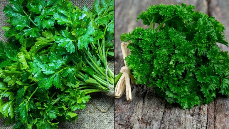 Split image with flat-leaf Italian parsley on the left and French curly parsley on the right 