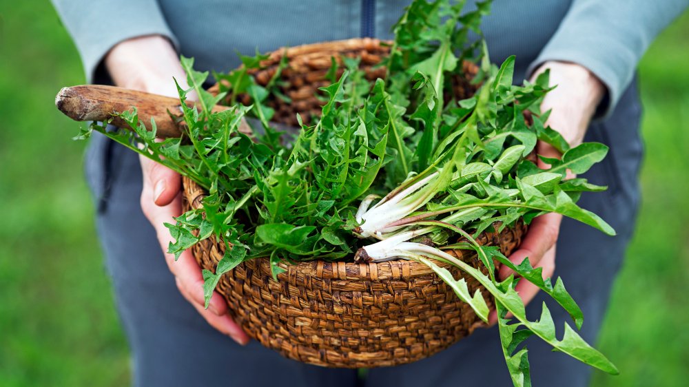 Dandelion salad