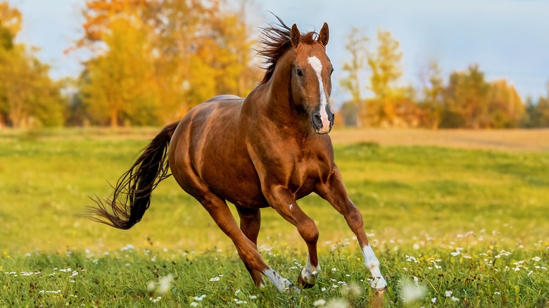 Horse galloping through field