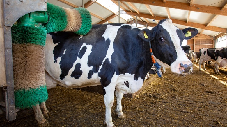 Dairy cow brushing