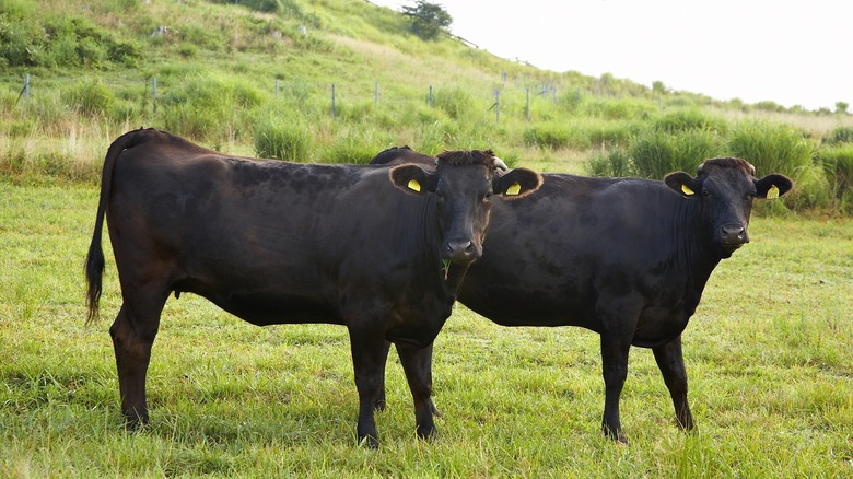 Black wagyu cattle in Japan