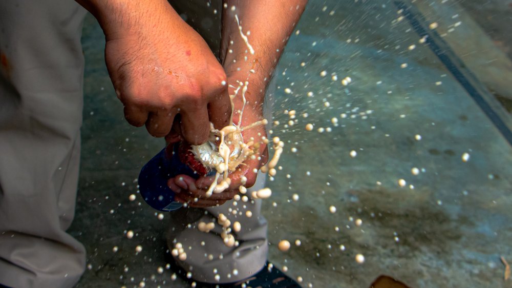 exploding soda