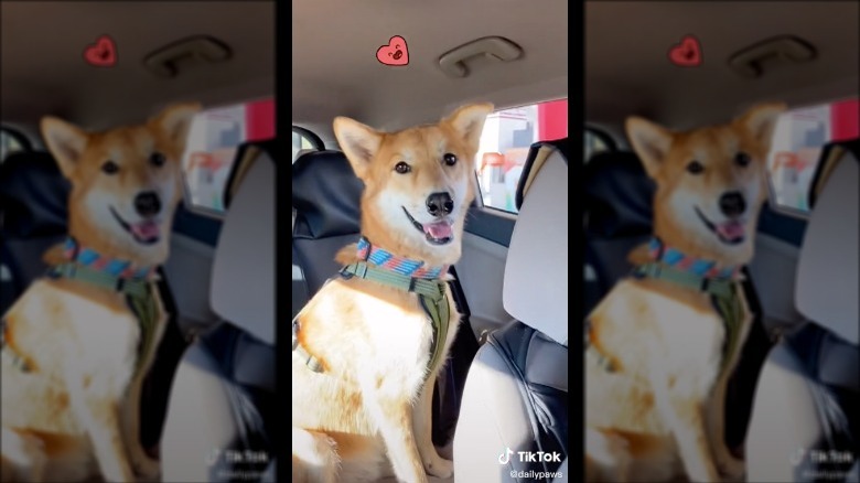 Hige the dog from Daily Paws TikTok video