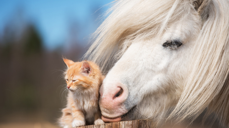 White horse cuddling with an orange cat