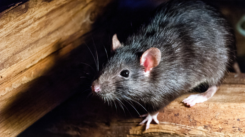 gray rat on a wood