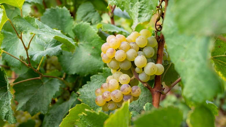 Grapes on vine