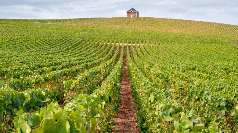 Champagne vineyards