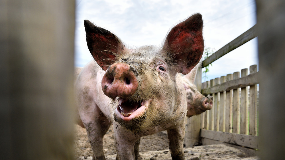 Muddy pigs in a pen