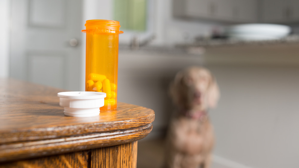 Dog waiting for prescription pills