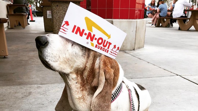 dog at in-n-out burger wearing hat