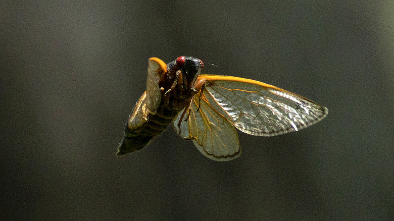 cicada with red eyes flying