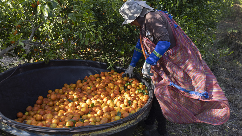 Person harvesting orange