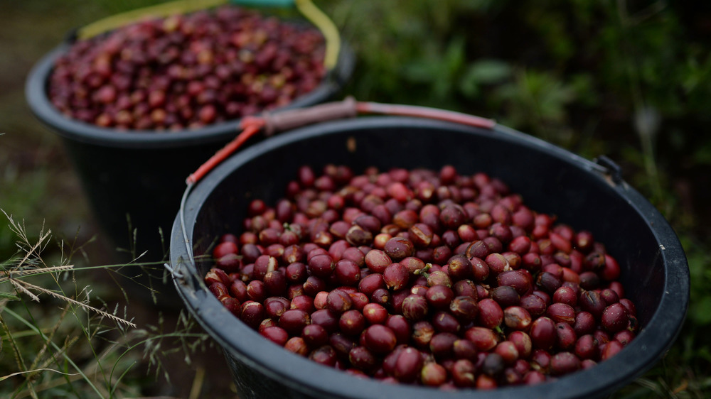 buckets of coffee cherries