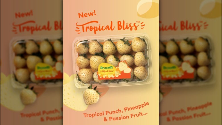 Driscoll's new tropical bliss strawberries