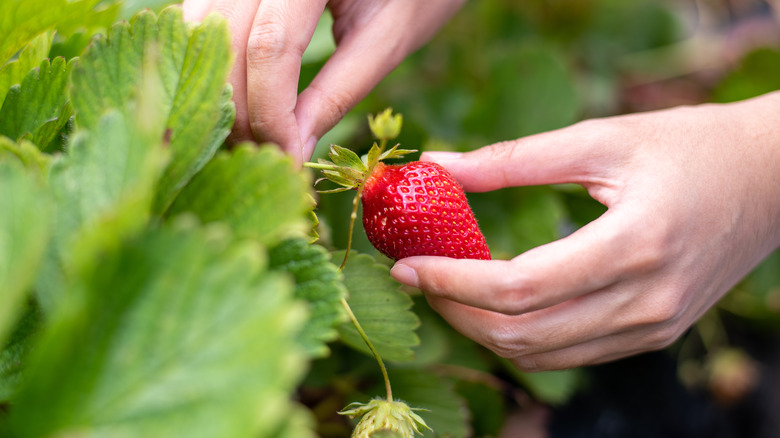 Person hand-picking red strawberry