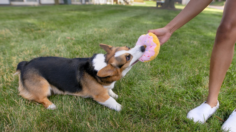 A dog playing with Dunkin's donut dog toy