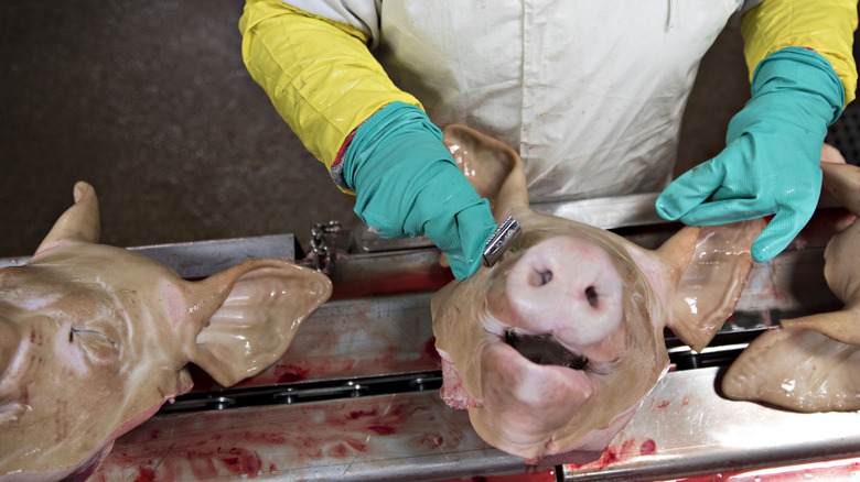 Pig heads at food processing plant