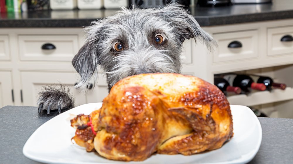 Chicken dog treats