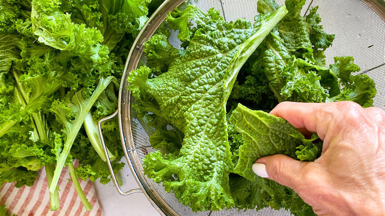 hand holding mustard green leaf