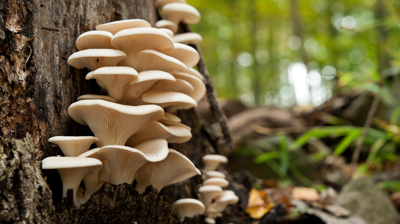 Cluster of oyster mushrooms