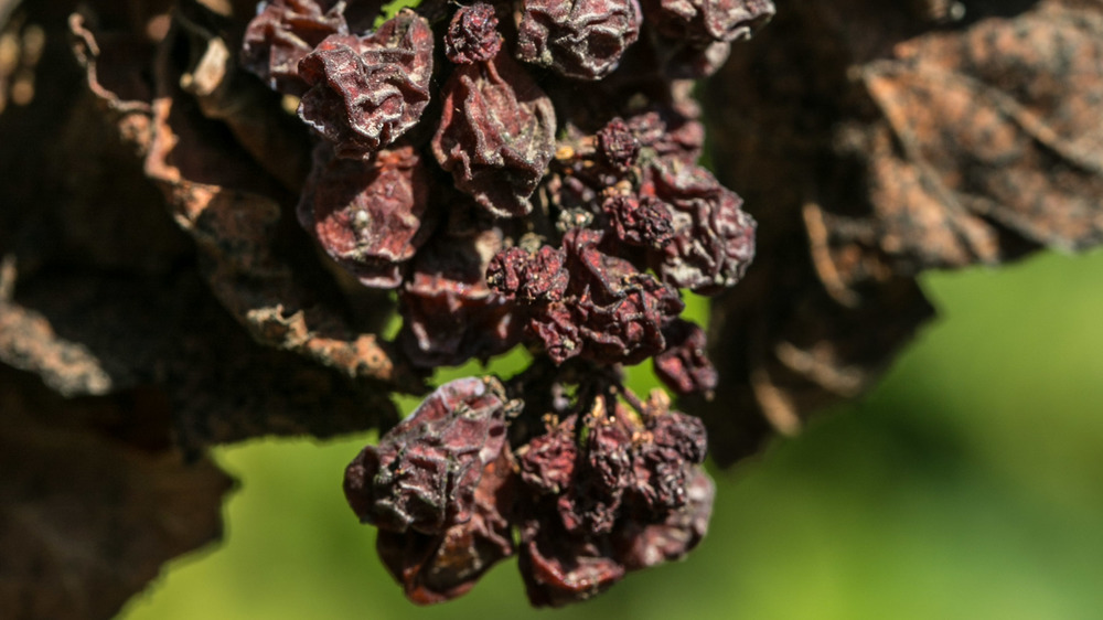 Dried grapes on a vine.