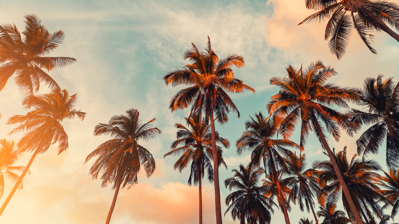 Palm trees on a sunset sky