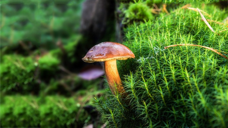 A wild mushroom growing