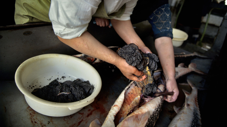 People harvesting caviar from a sturgeon