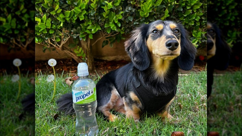 dog and Kiwi Strawberry Propel