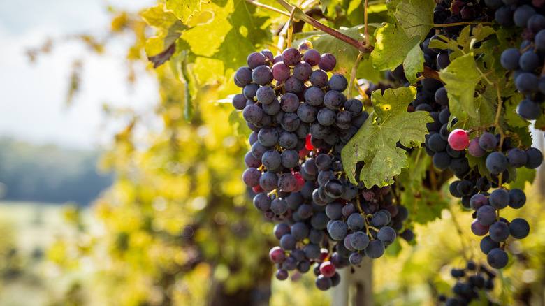 barbera grapes growing 