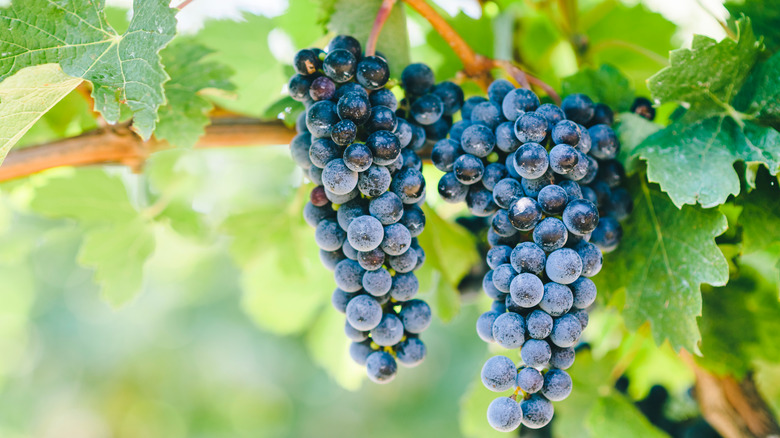 Cab franc in the field