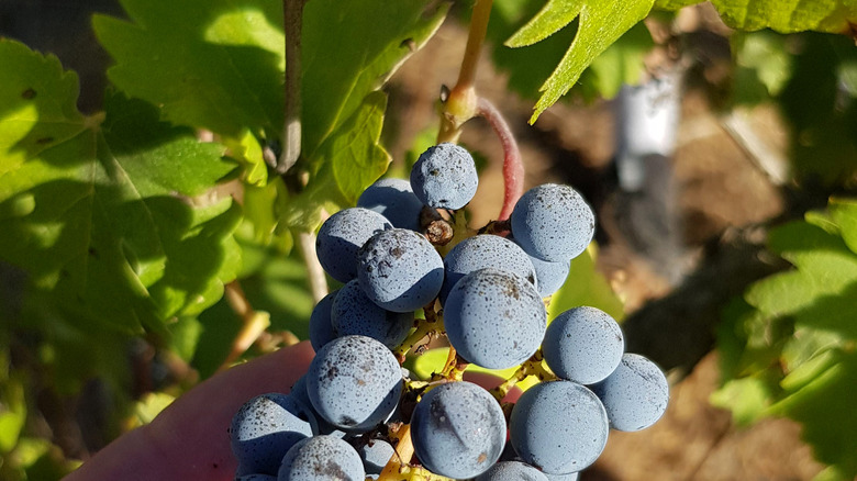 Cabernet grapes on the vine