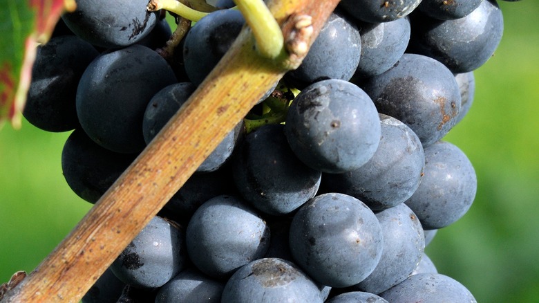 gamay grapes on the vine