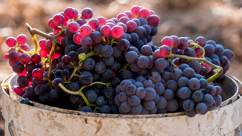 Priorat Garnacha in a basket