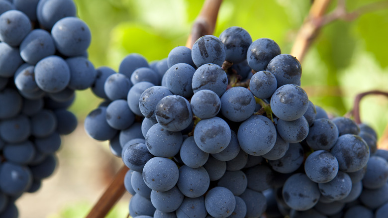 merlot grapes in the vineyard