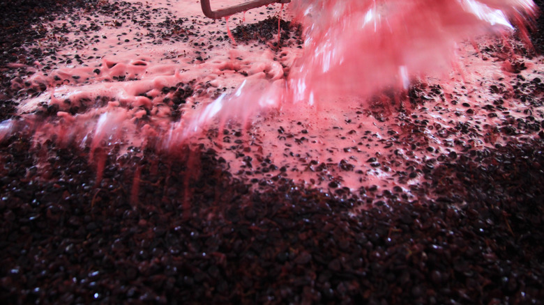 Nebbiolo grapes in the vat