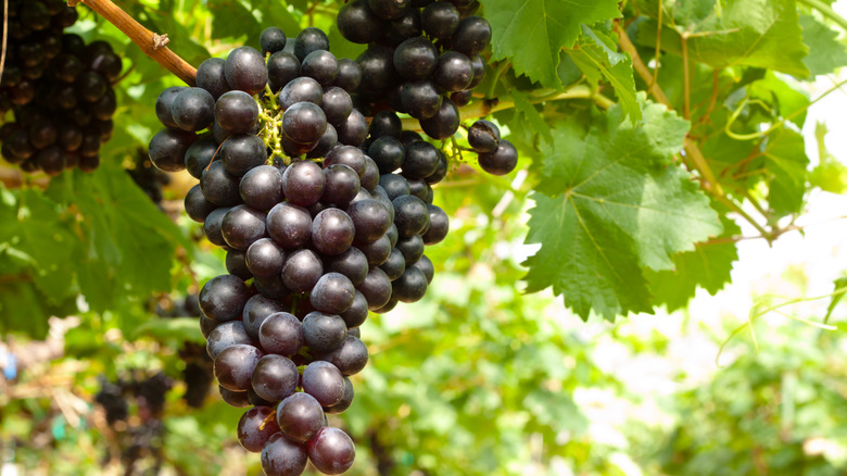 Petite Sirah growing on vine