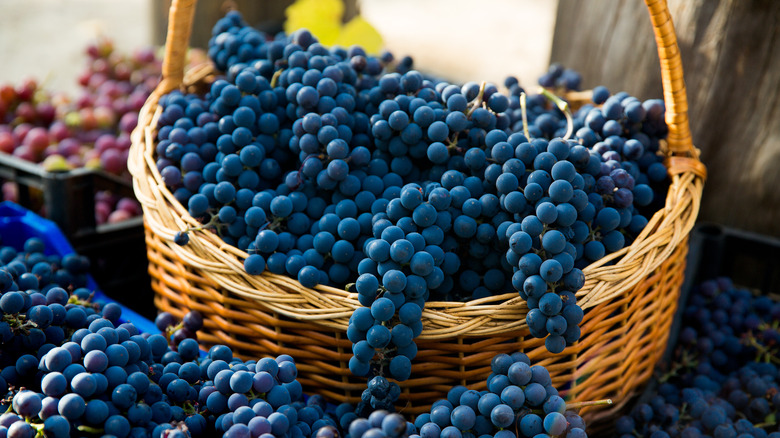 close up of pinot grapes in basket