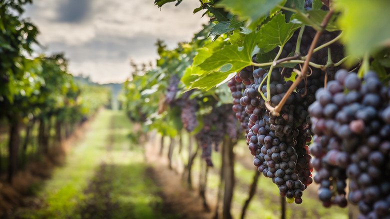 sangiovese grapes in a row