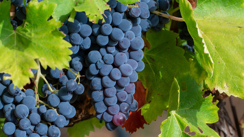 Syrah vines fruiting